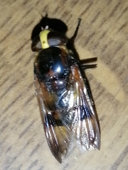 Volucella elegans