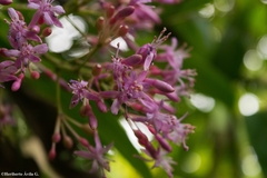 Fuchsia arborescens