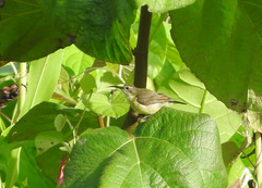 Cinnyris chloropygius