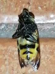 Volucella elegans