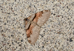 Xanthorhoe labradorensis