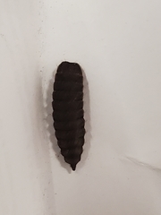 Hermetia illucens