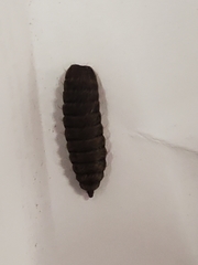Hermetia illucens