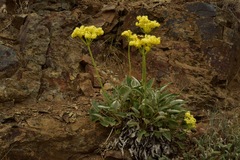 Eriogonum compositum compositum