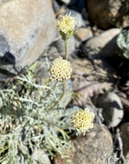 Chaenactis suffrutescens