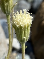 Chaenactis suffrutescens