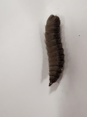 Hermetia illucens