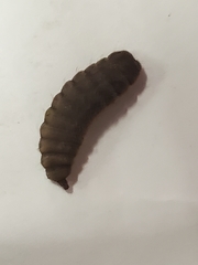 Hermetia illucens