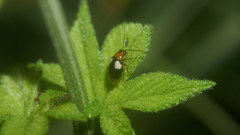 Monolepta quadriguttata