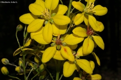 Galphimia floribunda