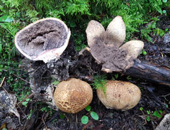 Scleroderma flavidum macrosporum