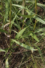 Senecio inornatus