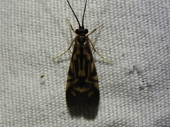 Macrostemum carolina