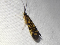 Macrostemum carolina