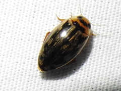 Coptotomus