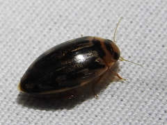 Coptotomus
