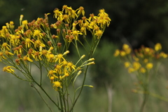 Senecio inornatus
