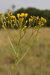 Senecio inornatus