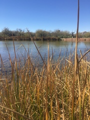 Schoenoplectus americanus