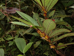 Columnea rubriacuta