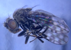 Ilythea spilota