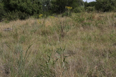 Senecio inornatus