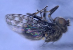 Ilythea spilota