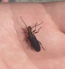 Enoploderes vitticollis