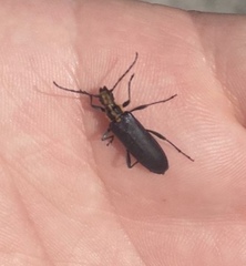 Enoploderes vitticollis