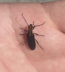 Enoploderes vitticollis