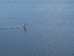 Podiceps auritus