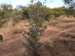 Grevillea wickhamii