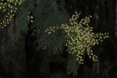 Acacia chrysotricha