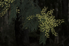 Acacia chrysotricha - Photo (c) quinkin, algunos derechos reservados (CC BY-NC)