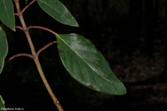 Galphimia floribunda