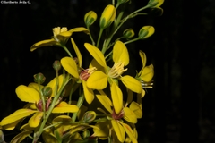 Galphimia floribunda