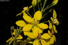 Galphimia floribunda