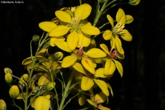 Galphimia floribunda