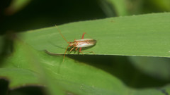 Stenotus rubrovittatus