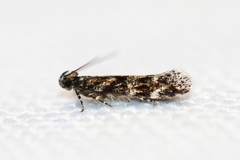 Glauce pectenalaeella