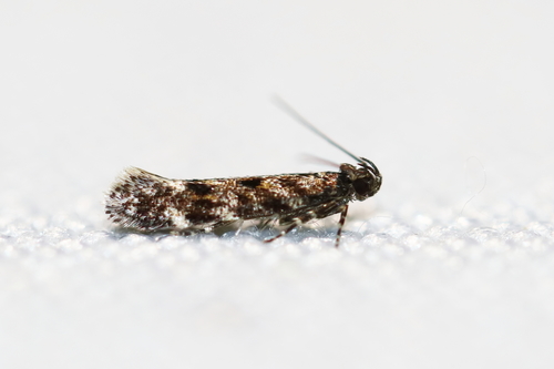 Glauce pectenalaeella