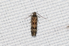 Glauce pectenalaeella