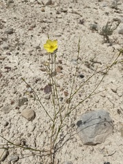 Linum subteres