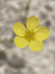 Linum subteres