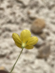 Linum subteres