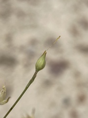 Linum subteres