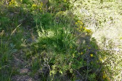 Peucedanum ostruthium