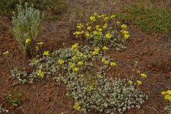 Eriogonum umbellatum modocense