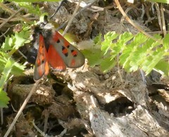 Zygaena rhadamanthus