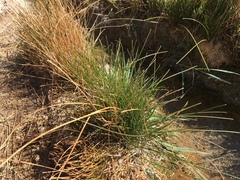 Eleocharis geniculata